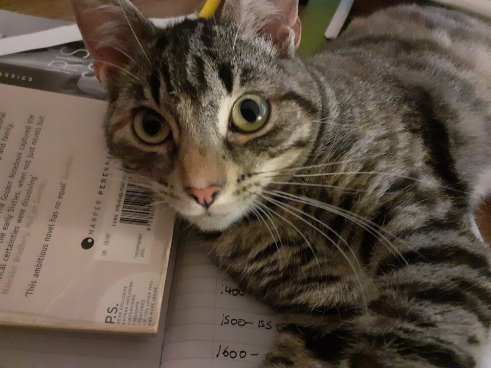 A grey and white bengal cat with yellow green eyes lies on a book whilst looking at the camera