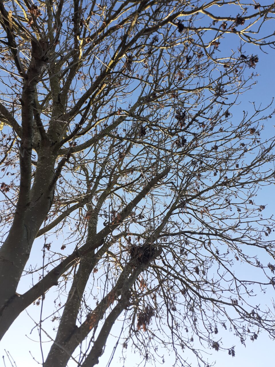 Bare tree branches with some hanging leaves against a blue and white winter sky.