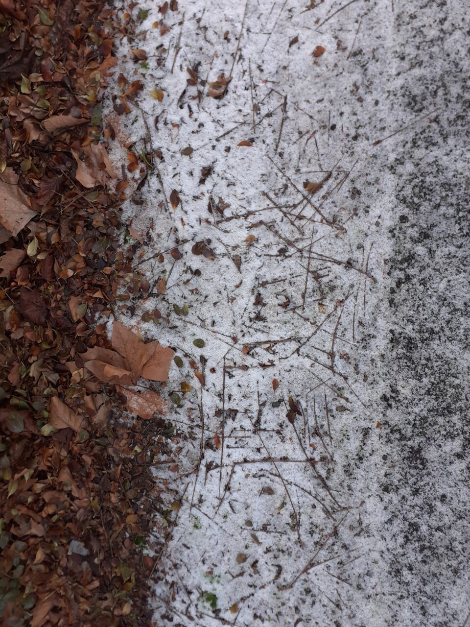 Textures of fallen leaves, stalks and tarmac visible through white snow and frost that has compressed round them.
