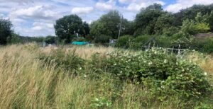 Allotment update – Winter 2026