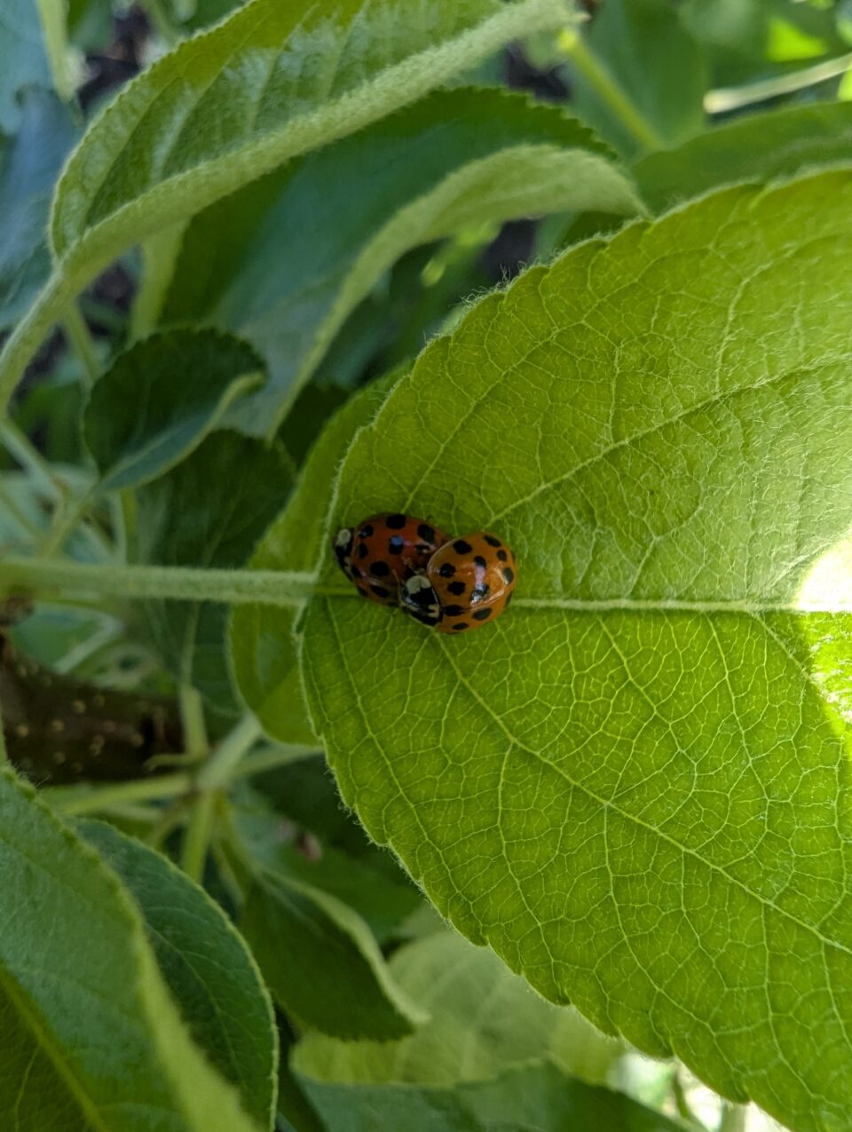 Two orange ladybirds with black spots sit together on the underside of a large green leaf, surrounded by dense foliage in bright sunlight.
