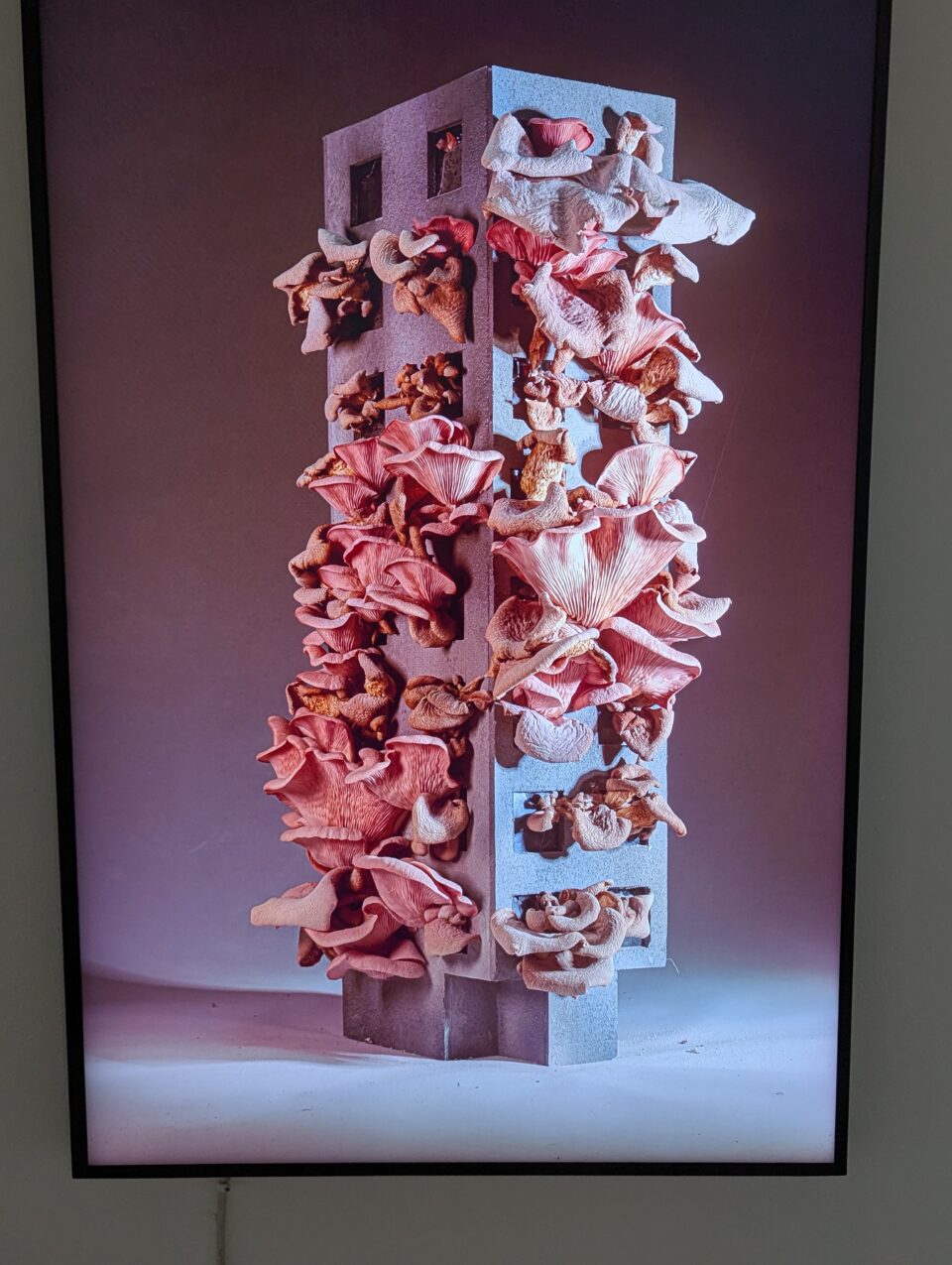 Illuminated artwork showing clusters of pink oyster-like mushrooms growing from a tall rectangular structure.