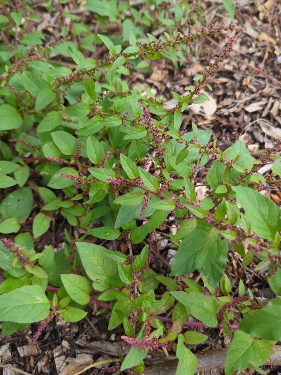 Green leafy plant with sprays of tiny reddish-purple flowers growing through woodchip.