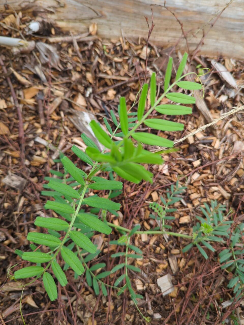 Young climbing vetch plant with paired green leaves and curling tendrils growing through woodchip.